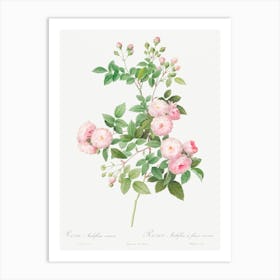 Flesh Pink Multiflora, Pierre Joseph Redoute Art Print