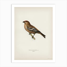 Pine Grosbeak Male, The Von Wright Brothers Art Print