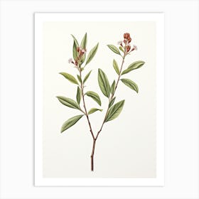 Cinnamon Vintage Botanical Herbs 0 Art Print