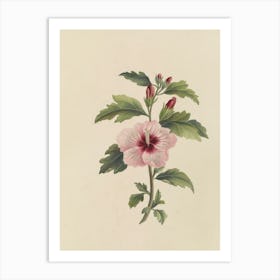 Hibiscus 35 Art Print