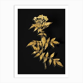 Vintage Jasmin Officinale Flower Botanical in Gold on Black n.0281 Art Print
