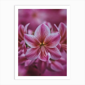 Pink Flowers Art Print