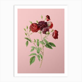 Vintage Ternaux Rose Bloom Botanical on Soft Pink Art Print
