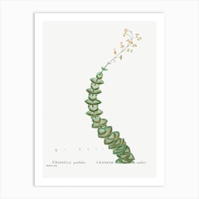 Crassula Perforata, Pierre Joseph Redoute Art Print