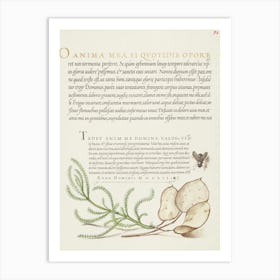 House Fly, Lavender Cotton, And Money Plant From Mira Calligraphiae Monumenta, Joris Hoefnagel Art Print
