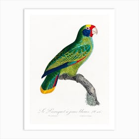 Red And Blue Amazon, From Natural History Of Parrots, Francois Levaillant Art Print
