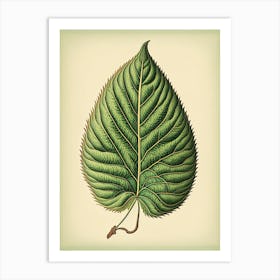 Slippery Elm Leaf Vintage Botanical 1 Art Print