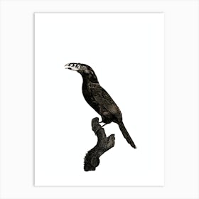 Vintage Black Necked Aracari Bird Illustration on Pure White 1 Art Print