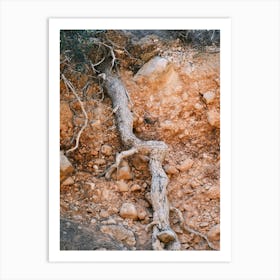 Old Tree Root // Ibiza Nature Photography Art Print