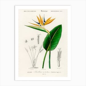 Bird Of Paradise (Strelitzia Reginae), Charles Dessalines D'Orbigny Art Print