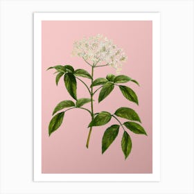 Vintage Elderberry Flowering Plant Botanical on Soft Pink Art Print