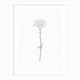 Carnation Sketch Art Print