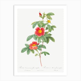 Rosa Majalis, Also Known As Single May Rose, Pierre Joseph Redoute Art Print