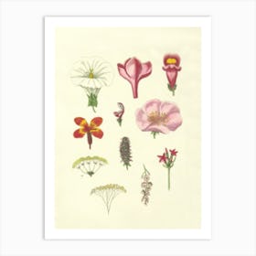 Wildflowers 5 Art Print