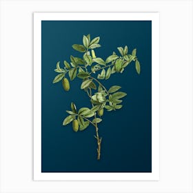 Vintage Apple Berry Botanical Art on Teal Blue n.0229 Art Print