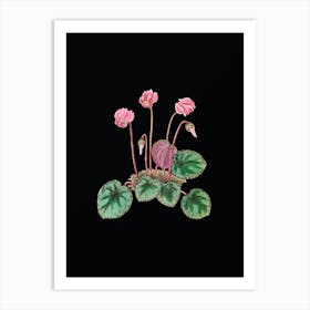 Vintage Shore Cyclamen Flower Botanical Illustration on Solid Black n.0665 Art Print