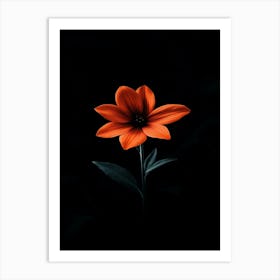 Orange Flower On Black Background 9 Art Print