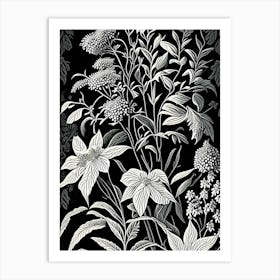 Mountain Mint Wildflower Linocut 2 Art Print