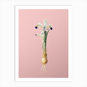 Vintage Iris Persica Botanical on Soft Pink n.0167 Art Print