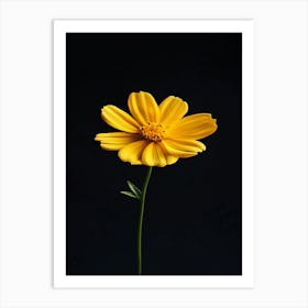 Yellow Cosmos Flower 5 Art Print