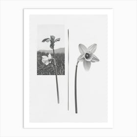 Daffodil Flower Photo Collage 5 Art Print