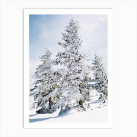 Fir Trees In Snow Art Print