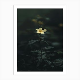 Single Flower In The Dark 80 Art Print