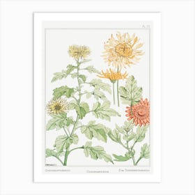 Chrysanthemum From The Plant And Its Ornamental Applications (1896), Maurice Pillard Verneuil Art Print