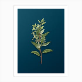 Vintage Evergreen Oak Botanical Art on Teal Blue n.0772 Art Print