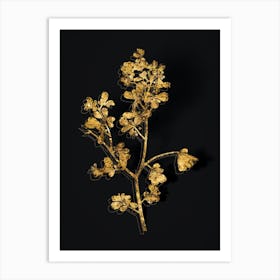 Vintage European Buckthorn Botanical in Gold on Black n.0016 Art Print