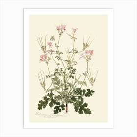 Geranium 12 Art Print