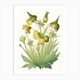 Sundrops Wildflower Vintage Botanical Art Print