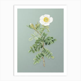 Vintage Macartney Rose Botanical Art on Mint Green n.0731 Art Print