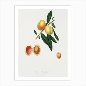 Peach (Persica Amygdalus) From Pomona Italiana (1817 1839), Giorgio Gallesio Art Print