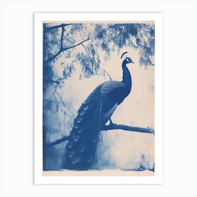 Peacock In The Tree Cyanotype Inspired 6 Art Print