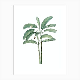 Vintage Banana Tree Botanical Illustration on Pure White n.0182 Art Print