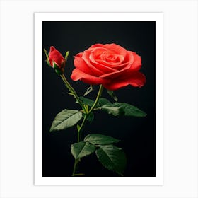 Red Rose On Black Background 23 Art Print