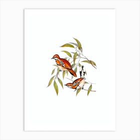 Vintage Cinnamon Quail Thrush Bird Illustration on Pure White Art Print