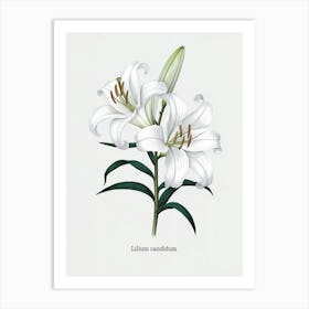 Lilium Candidum Botanical Illustration - White Lily Art Print
A refined botanical illustration of the Lilium Candidum, or white lily, showcasing its pristine white petals and elegant form. This artwork adds a sense of purity and grace to any decor.
Ideal for a bedroom, living room, or Relax space, bringing a peaceful and elegant ambiance. Art Print