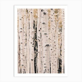 Aspen Tree Forest Art Print