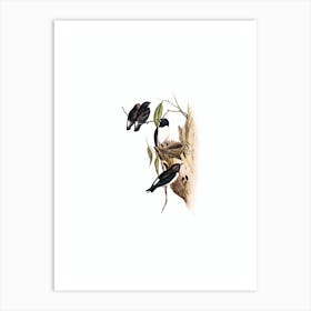 Vintage White Rumped Wood Swallow Bird Illustration on Pure White n.0143 Art Print