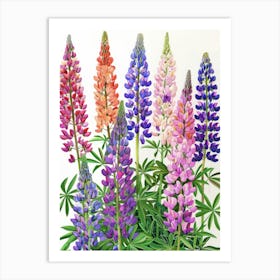 Lupines 4 Art Print