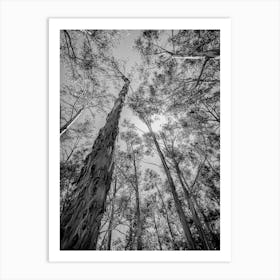 Eucalyptus Trees Art Print