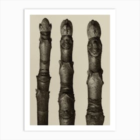 Aesculus Parviflora, Karl Blossfeldt Art Print