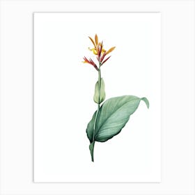 Vintage Indian Shot Botanical Illustration on Pure White n.0734 Art Print