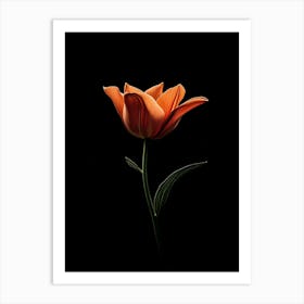 Orange Tulip Art Print