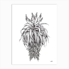 Black and White Aloe with Flowers Art Print