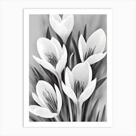 Crocus B&W Pencil 4 Flower Art Print