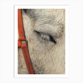 Closeup Of Horse Lashes Art Print