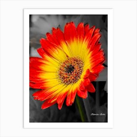 Gerbera Art Print